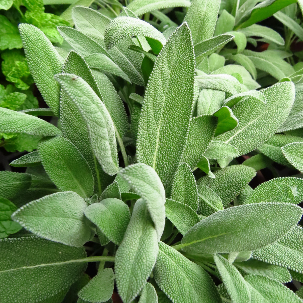 Salbei geschnitten (250g)